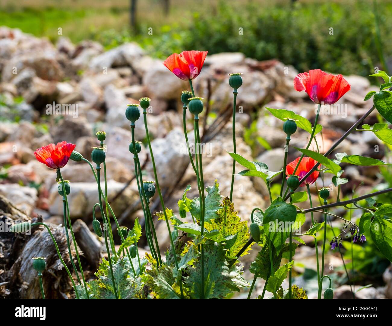 Quatre coquelicots fleuris avec d'autres bourgeons non fleuris croissant dans un tas de rubis. 2021 Banque D'Images