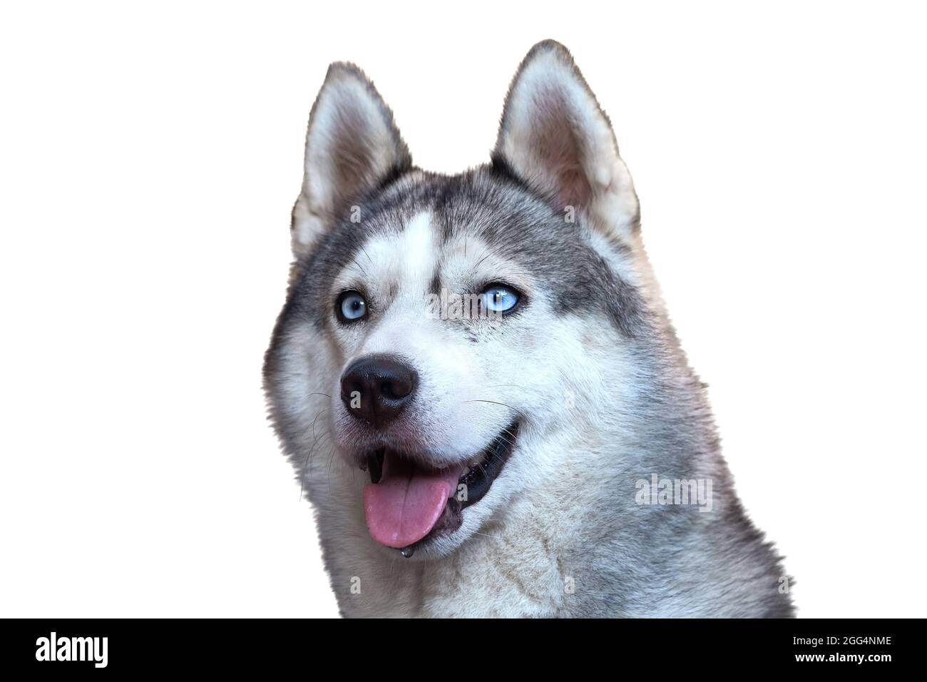 Portrait d'un chien avec des yeux bleus isolés sur fond blanc Banque D'Images