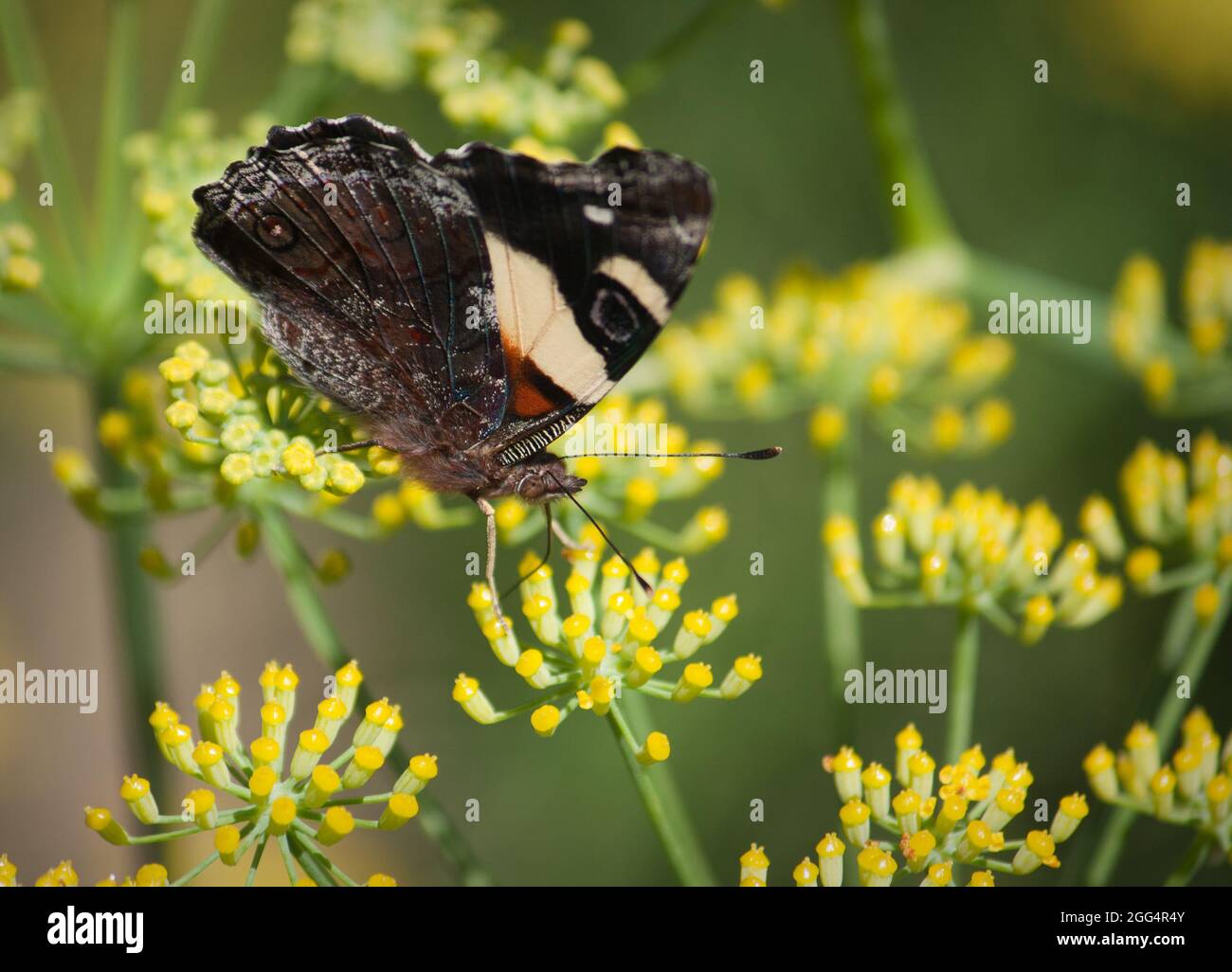 Papillon de l'amiral rouge de Nouvelle-Zélande (Vanessa gonerilla) Banque D'Images