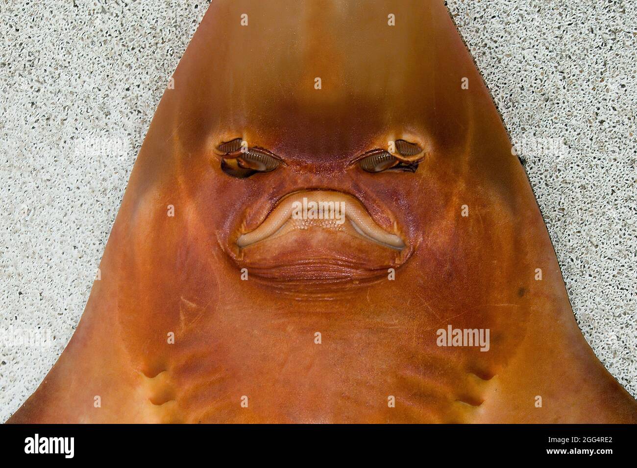 Monstre des profondeurs. Photo de tête très rapprochée inhabituelle de la face inférieure d'un rayon de nez de Shovel (AKA Shark de nez de Shovel). Art. Mur extrême Australie. Banque D'Images