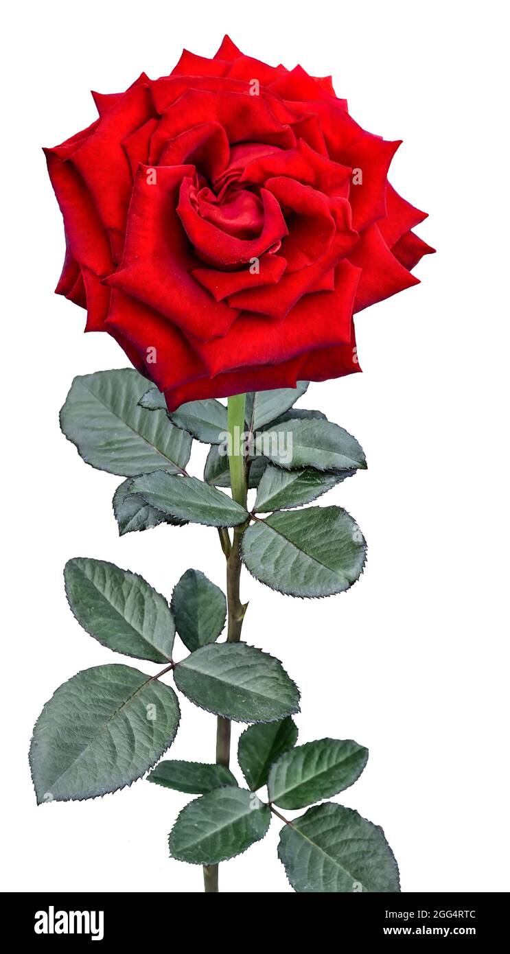 Belle fleur de rose rouge sur tige avec feuilles vertes gros plan, isolé sur fond blanc - motif floral festif Banque D'Images