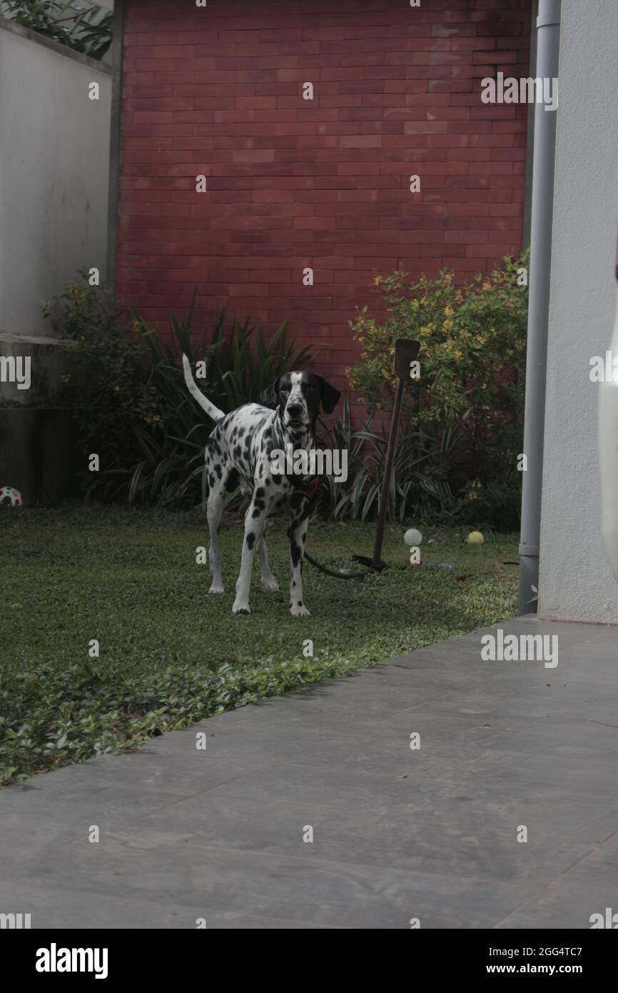 Gros plan d'un chien dalmatien de race croisée vivant dans une maison et regardant directement vers les hommes de caméra avec des terres herbeuses Banque D'Images