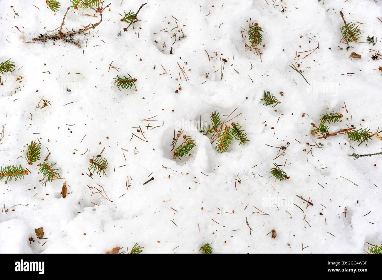 Les aiguilles tombées de l'arbre de Noël reposent sur la neige, le fond, la texture Banque D'Images