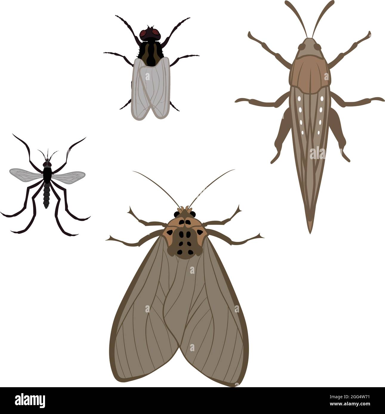 Grand ensemble de mouth de mouche de la maison de Mosquito et de vecteur de Locust Illustration remplissage et contour isolé sur fond blanc Illustration de Vecteur