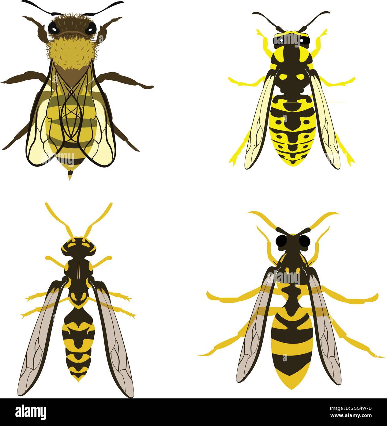 Grand jeu de guêpe abeille jaune blouson Hornet Vector Illustration Fill et Outline isolé sur fond blanc Illustration de Vecteur