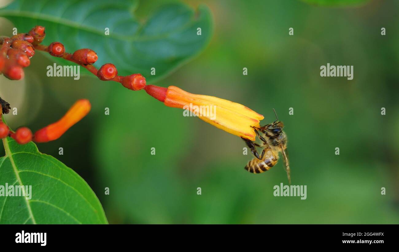 Miel abeille collectant le pollen cherchant le nectar sur le buisson écarlate ou le buisson de feu ou la fleur de rouge, fleur de couleur orange sur l'arbre avec fond vert naturel Banque D'Images Miel abeille collectant le pollen cherchant le nectar sur le buisson écarlate ou le buisson de feu ou la fleur de rouge, fleur de couleur orange sur l'arbre avec fond vert naturel Banque D'Images