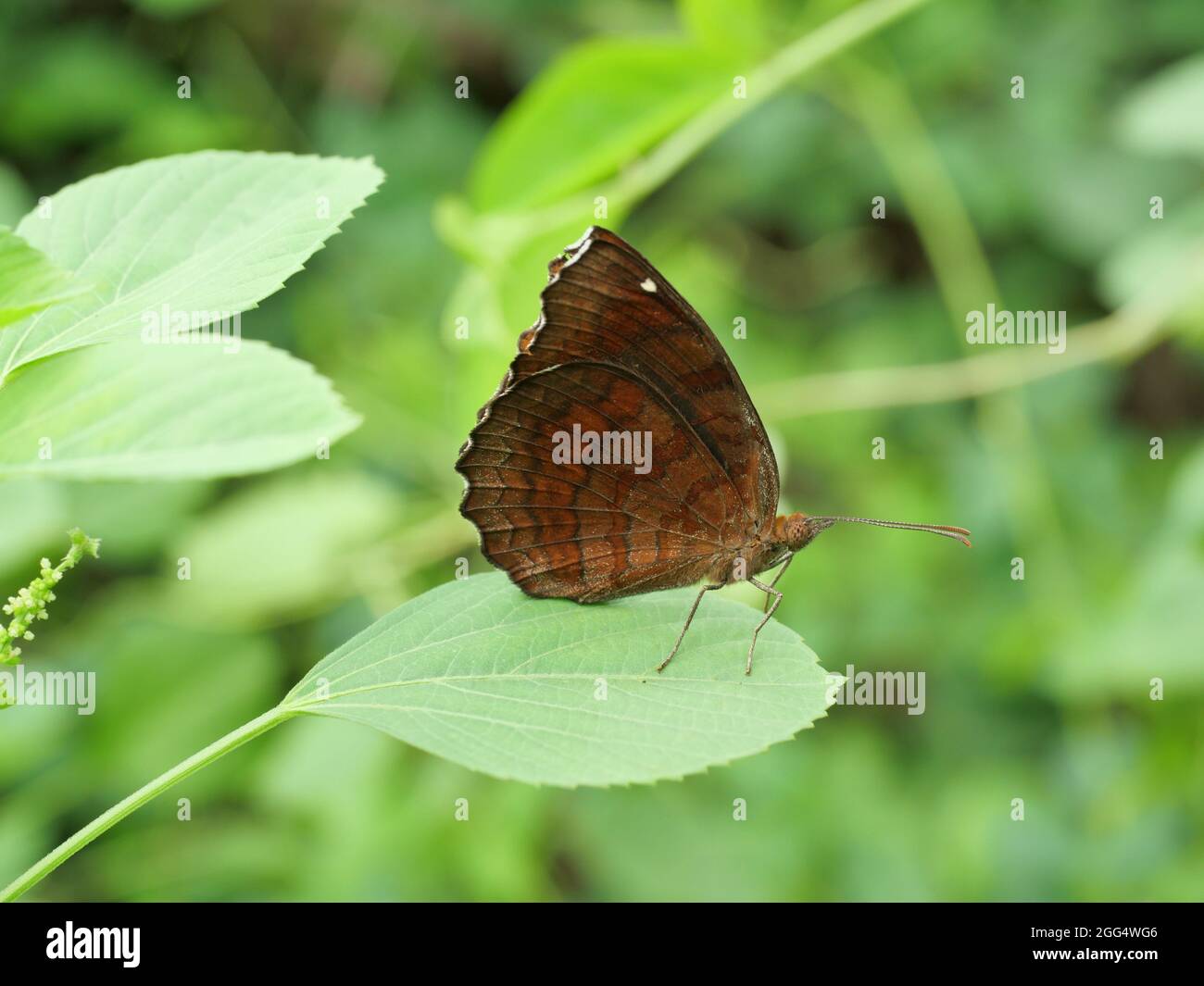 The Angled Castor Butterfly sur feuille avec fond vert naturel, bandes orange et marron et taches blanches sur les ailes d'insectes tropicaux, Thaïlande Banque D'Images