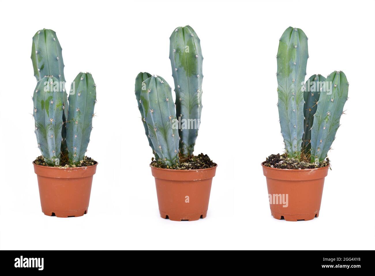 Vues différentes de Cereus Cactus dans le pot de fleurs isolé sur fond blanc Banque D'Images