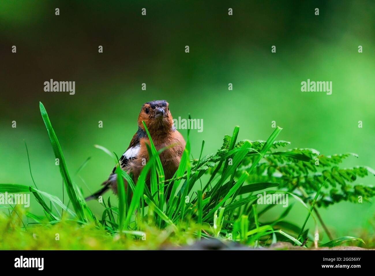 Chaffinch commun (Fringilla coelebs) dans une forêt - foyer sélectif Banque D'Images