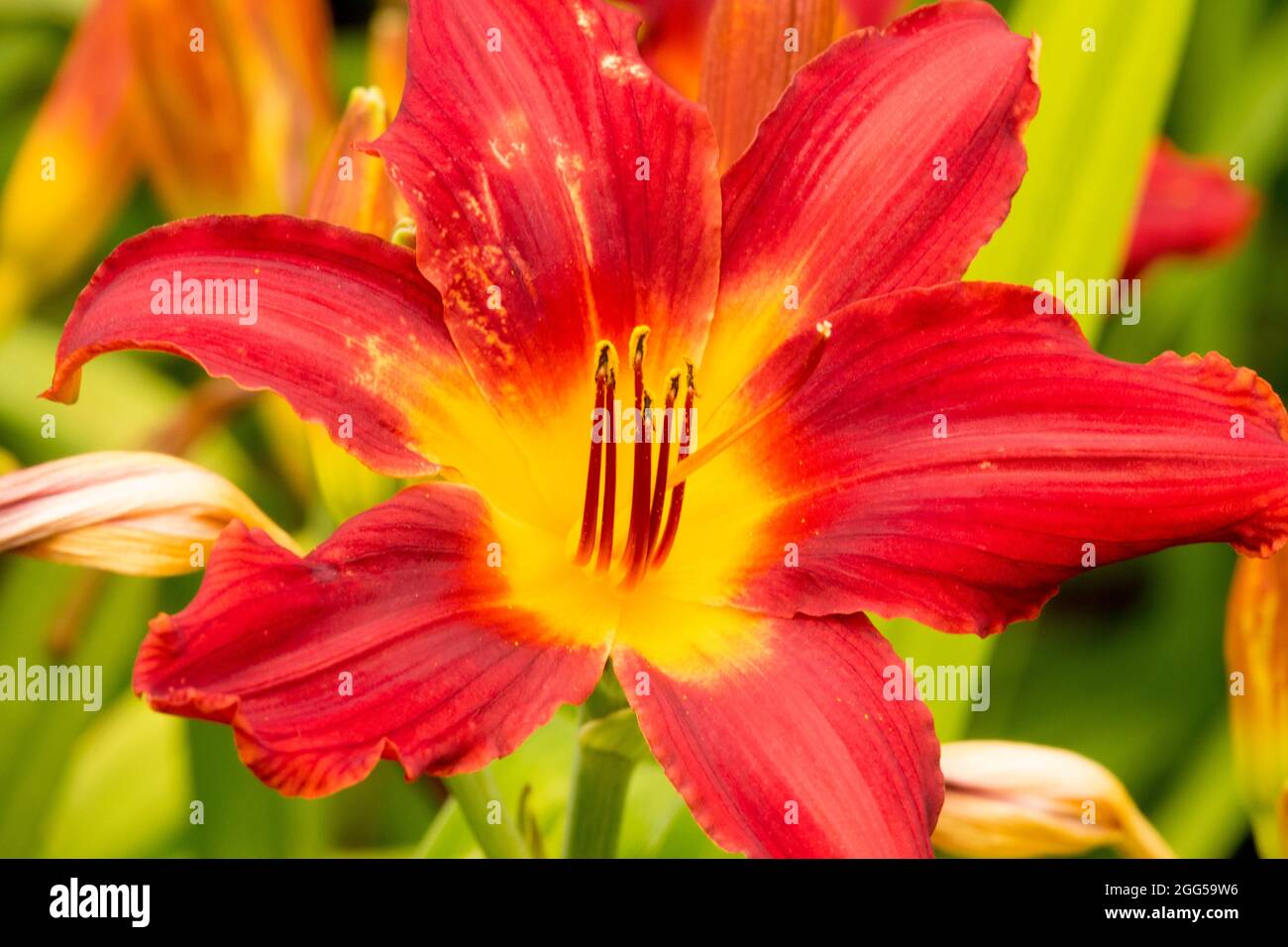 Fleur de daylis Rouge Hemerocallis Carey Quinn Banque D'Images