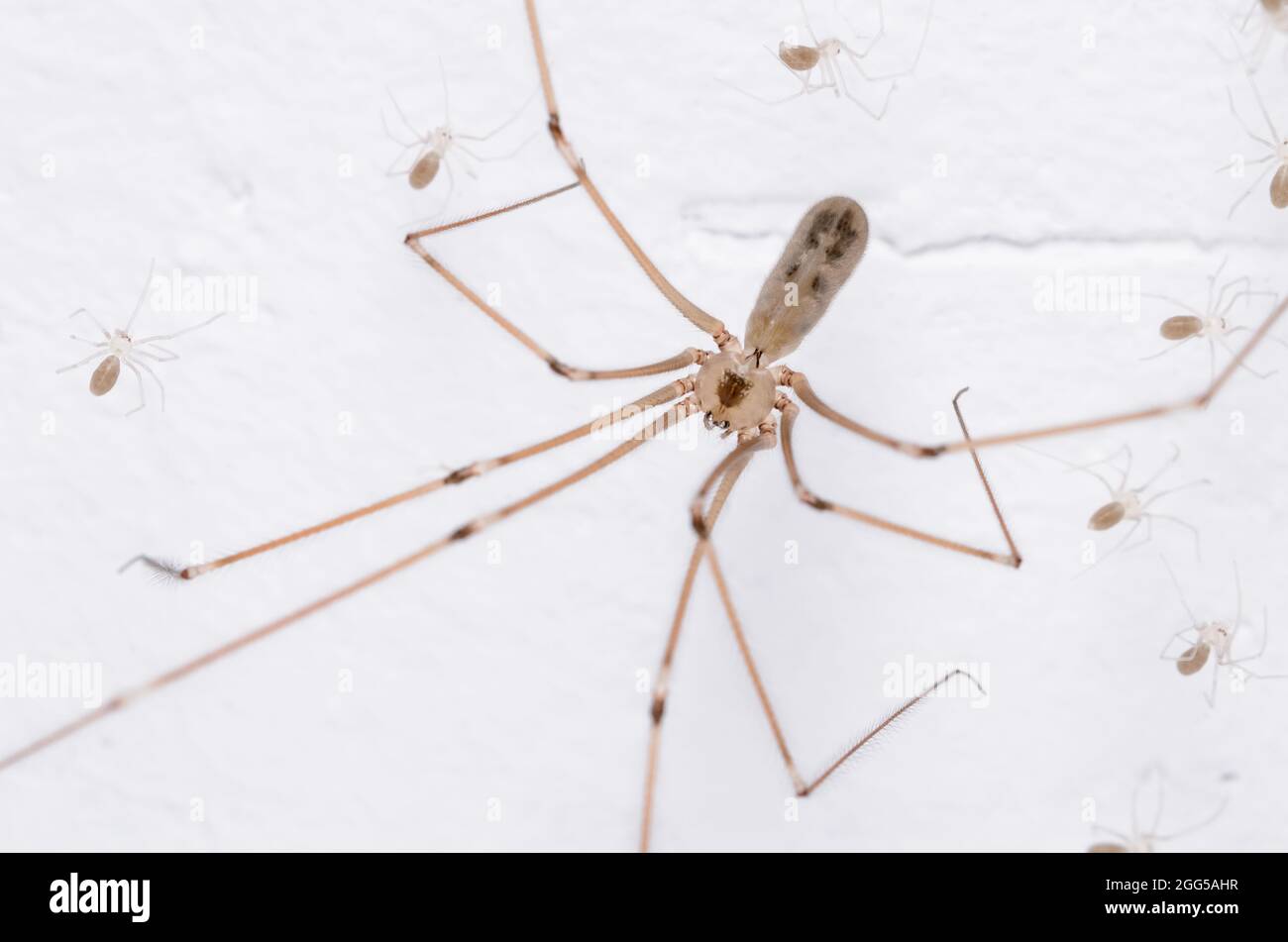 Pholcus phalangioides, macro d'une araignée de cave femelle, connue sous le nom d'araignée padaddy longlegs ou araignée de crâne et ses jeunes araignées minuscules Banque D'Images