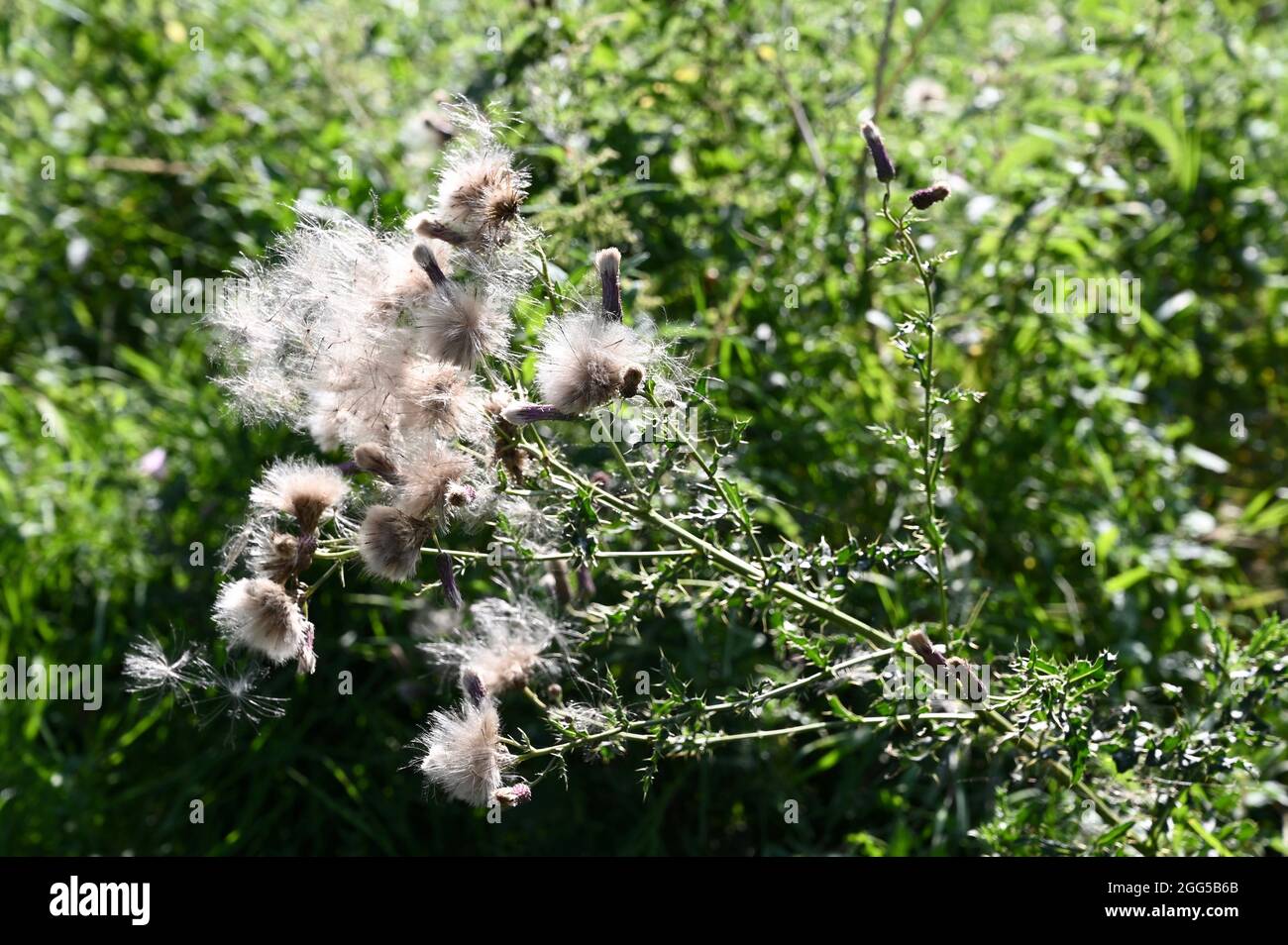 thistledown (Cirsium arvense), Foots Cray Meadows, Sidcup, Kent. ROYAUME-UNI Banque D'Images