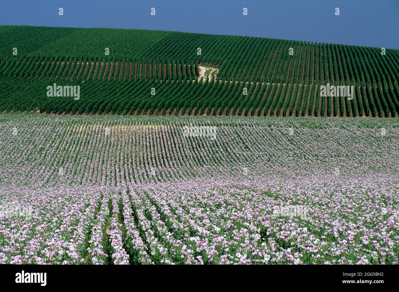 FRANCE. MARNE (51) CHAMPS DE PAVOT ET VIGNES AU DÉBUT DE L'ÉTÉ À LA MONTAGNE DE REIMS Banque D'Images