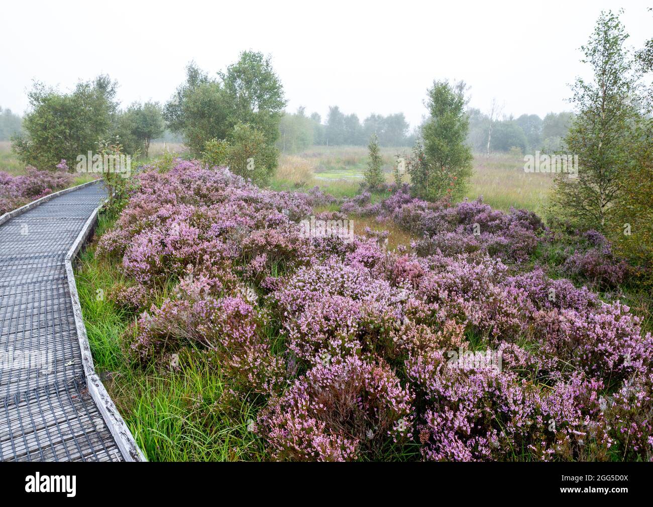 Tregaron, Ceredigion, pays de Galles, Royaume-Uni. 29 août 2021 Royaume-Uni Météo : matin brumeux à la réserve naturelle nationale de Cors Caron près de Tregaron, au milieu du pays de Galles, avec un réseau de promenades en bois, permettant aux visiteurs de marcher directement dans le cœur des terres humides pour voir la faune et le paysage variés de près. © Ian Jones/Alamy Live News Banque D'Images