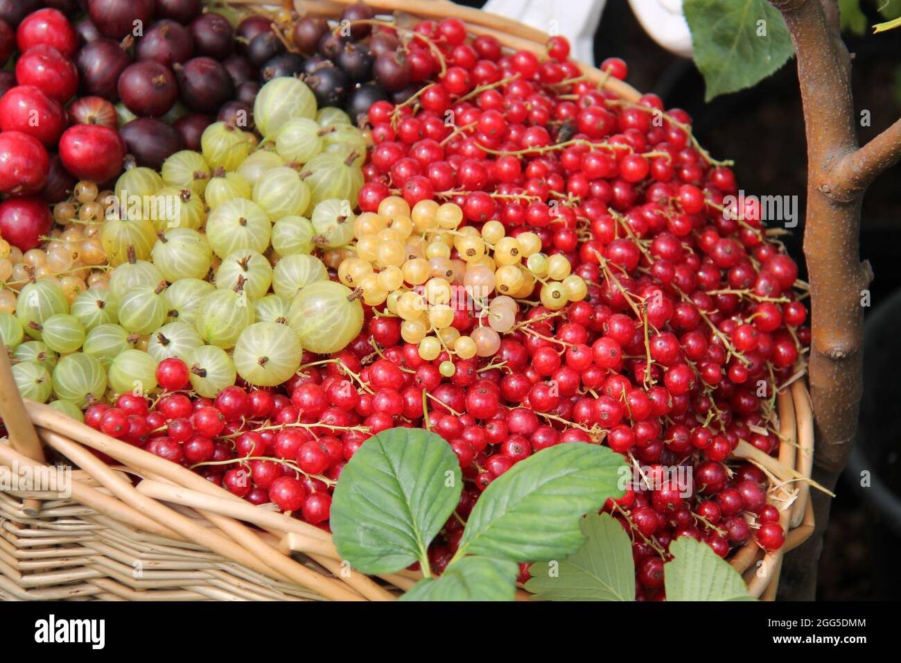 Une exposition de baies de fruits fraîchement cueillies. Banque D'Images