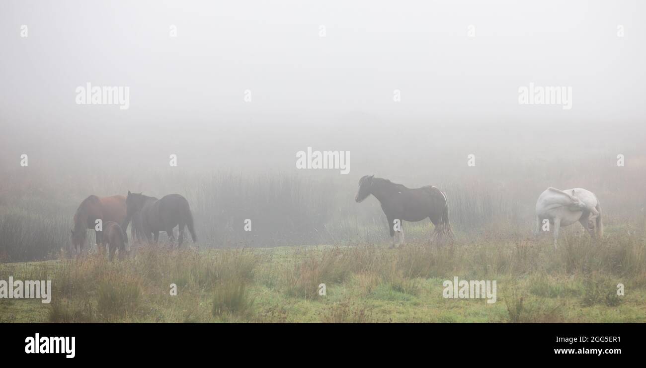 Tregaron, Ceredigion, pays de Galles, Royaume-Uni. 29 août 2021 Royaume-Uni Météo : les chevaux se bruissent dans la brume à la périphérie de Tregaron, au milieu du pays de Galles, avec la prévision du soleil une fois la brume dégagée. © Ian Jones/Alamy Live News Banque D'Images