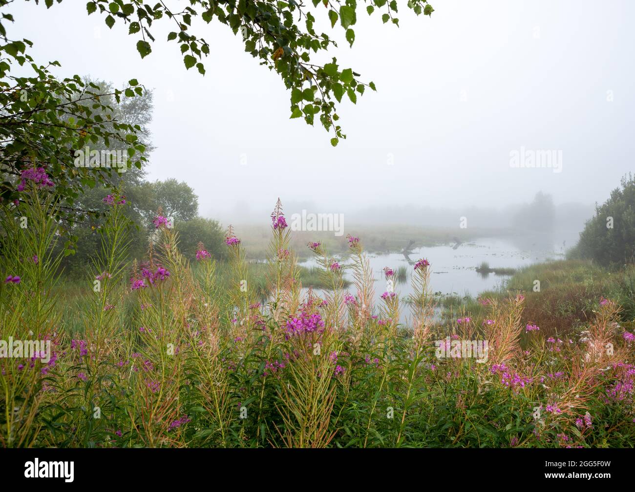 Tregaron, Ceredigion, pays de Galles, Royaume-Uni. 29 août 2021 Royaume-Uni Météo: Matin brumeux à la réserve naturelle nationale de Cors Caron près de Tregaron au milieu du pays de Galles, avec la prévision du soleil une fois la brume dégagée. © Ian Jones/Alamy Live News Banque D'Images