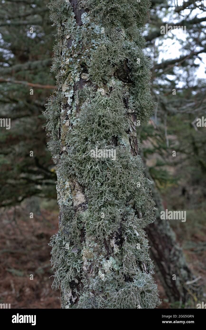 Lichen. Ramalina farinacea Banque D'Images