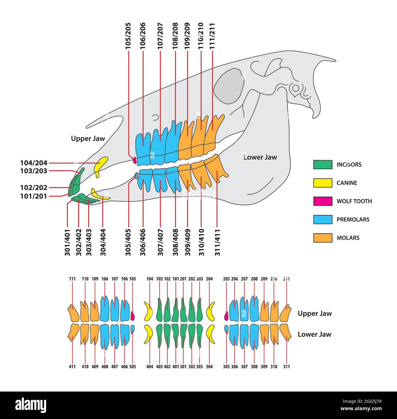 illustration vectorielle de la dentition permanente des chevaux Illustration de Vecteur