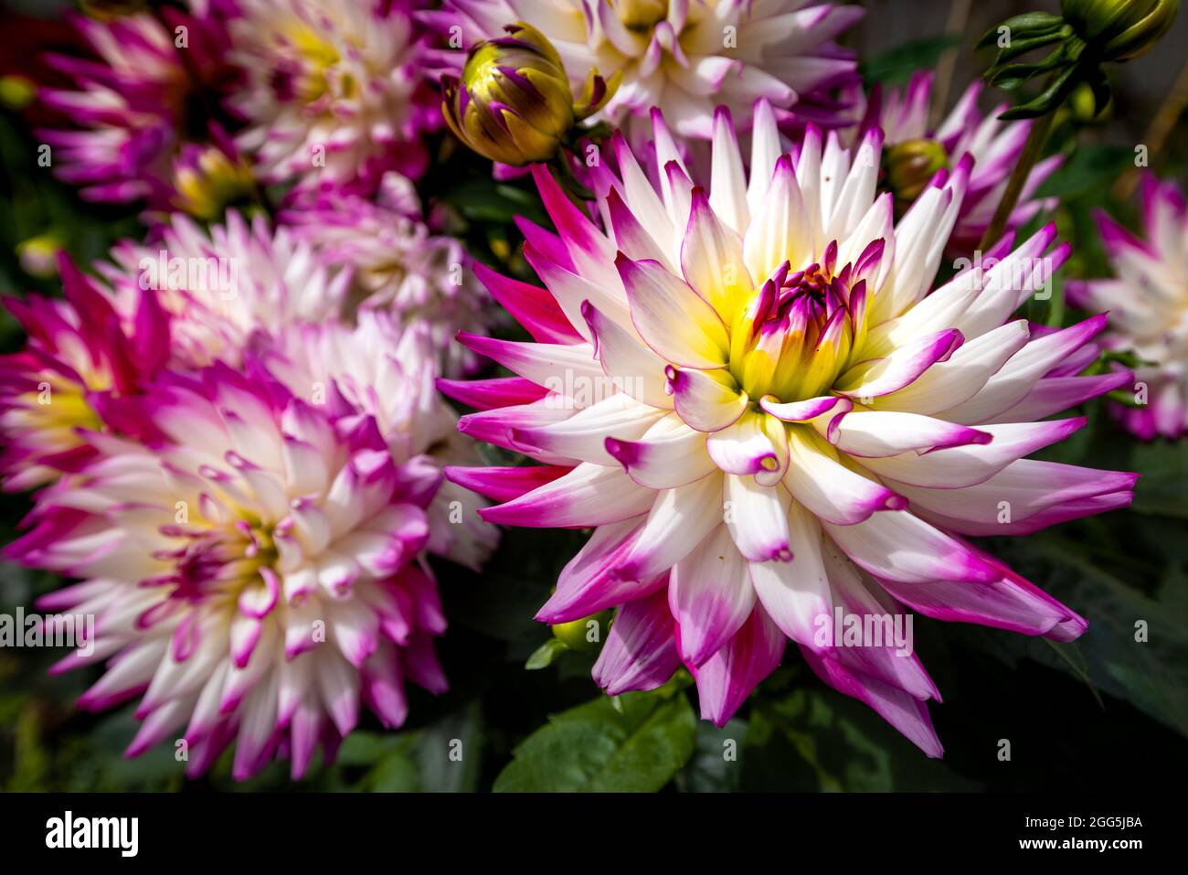 Dahlia Labella ‘Maggiore Rose’ Banque D'Images