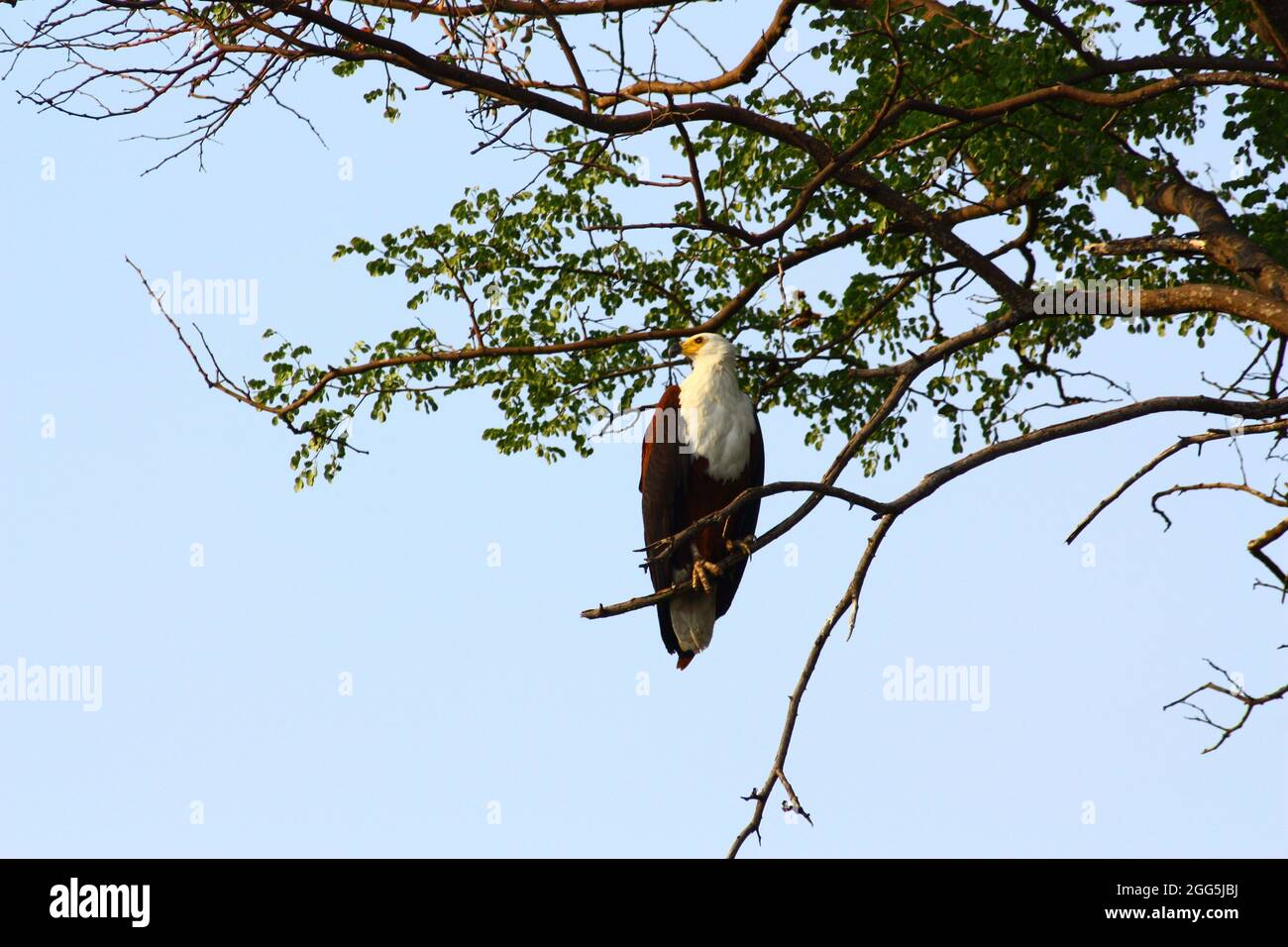 Aigle à queue blanche au Botswana, en Afrique Banque D'Images