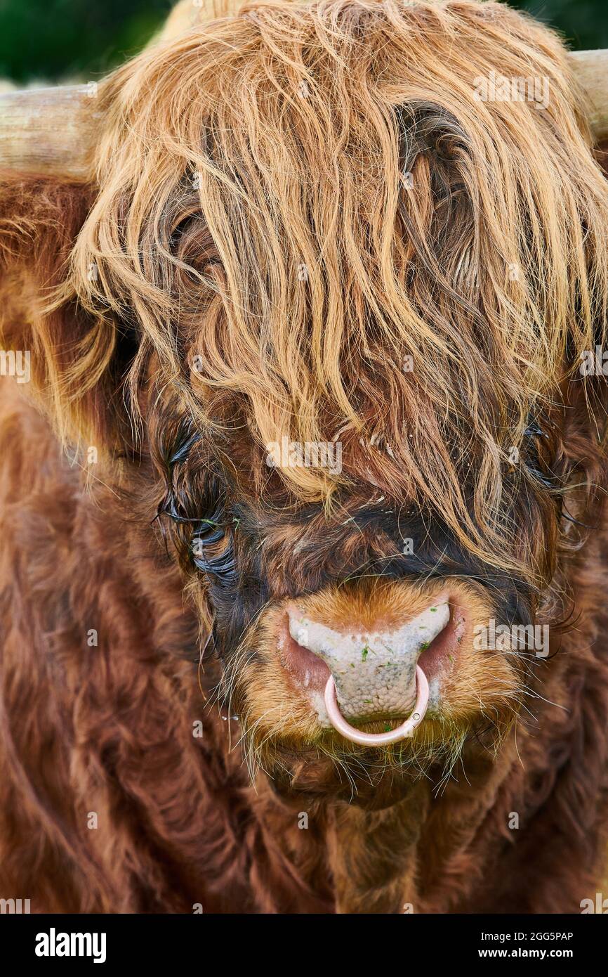 Un taureau brun poilu sur une ferme dans le Lake District, Cumbria. Banque D'Images