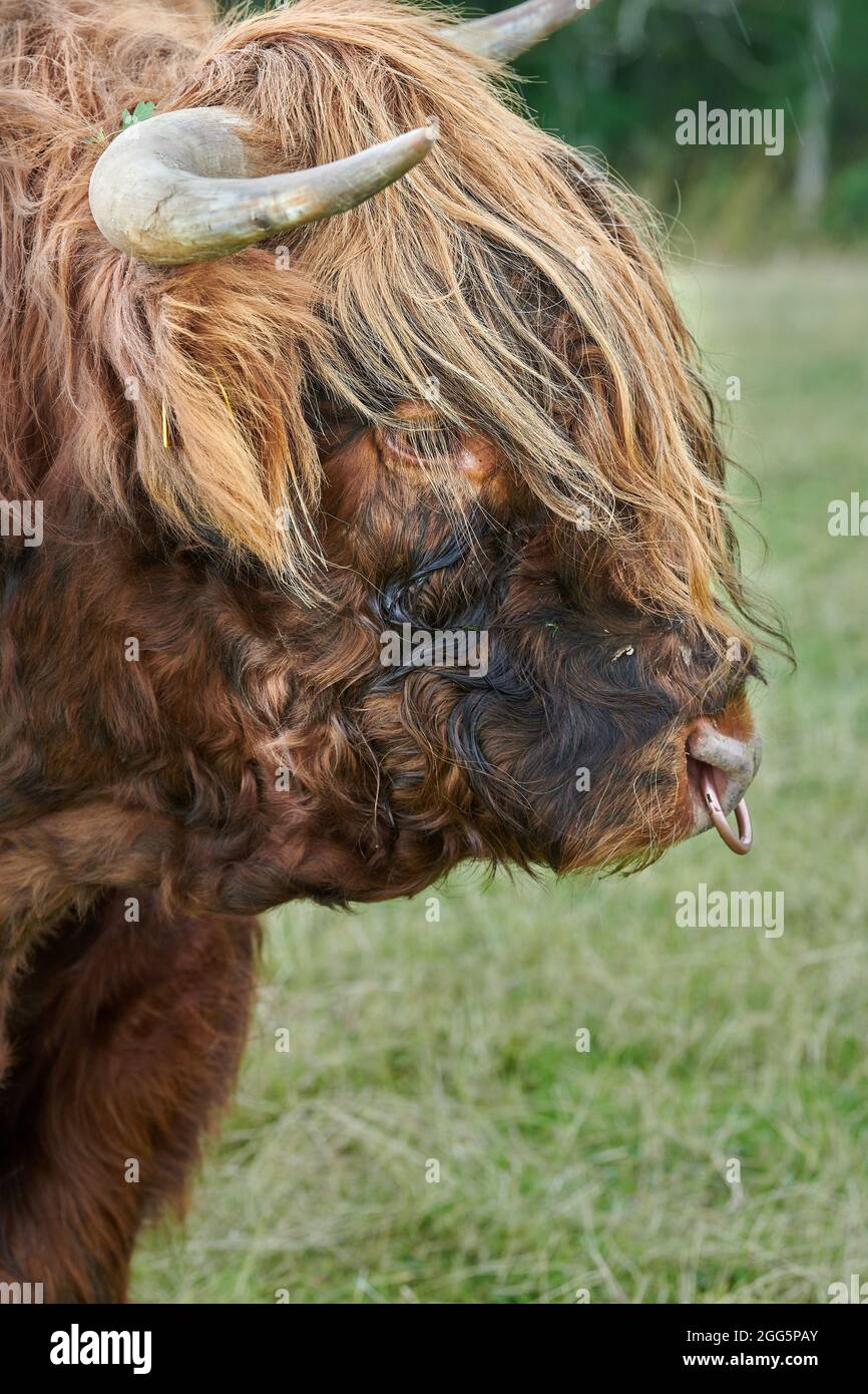 Un taureau brun poilu sur une ferme dans le Lake District, Cumbria. Banque D'Images