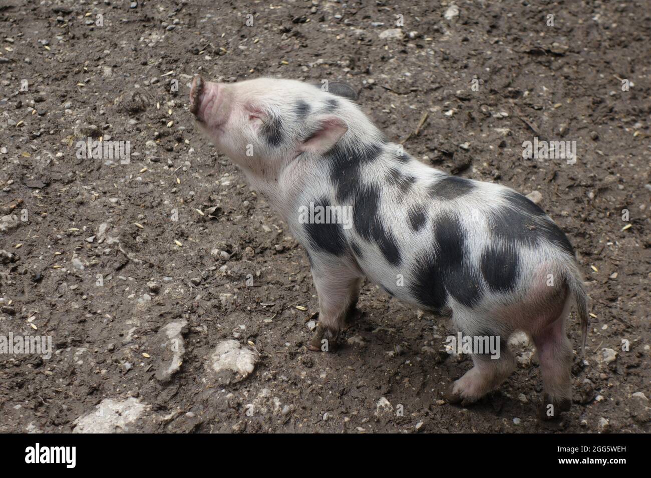 Un Gros Plan D Un Petit Bebe De Porc Mignon Sur Un Sol Photo Stock Alamy