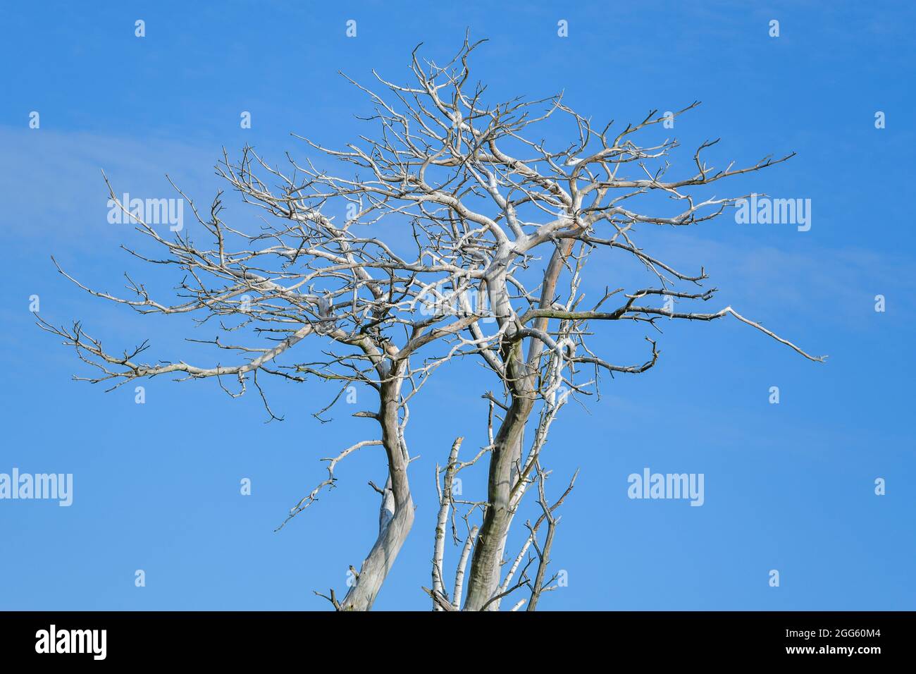 Vieux arbre blanc mort sans feuilles Banque D'Images