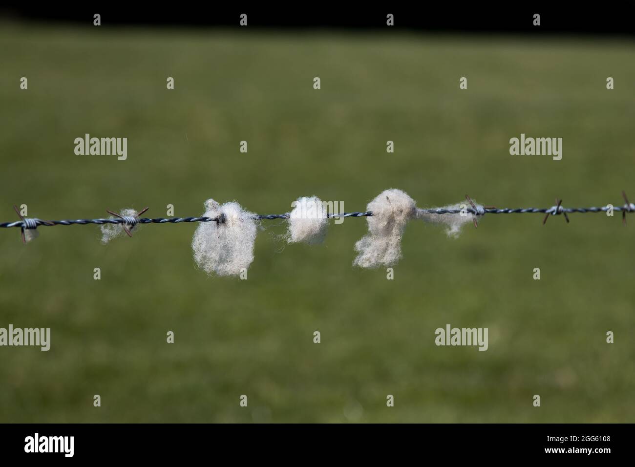 La laine de mouton sur le fil barbelé Banque D'Images