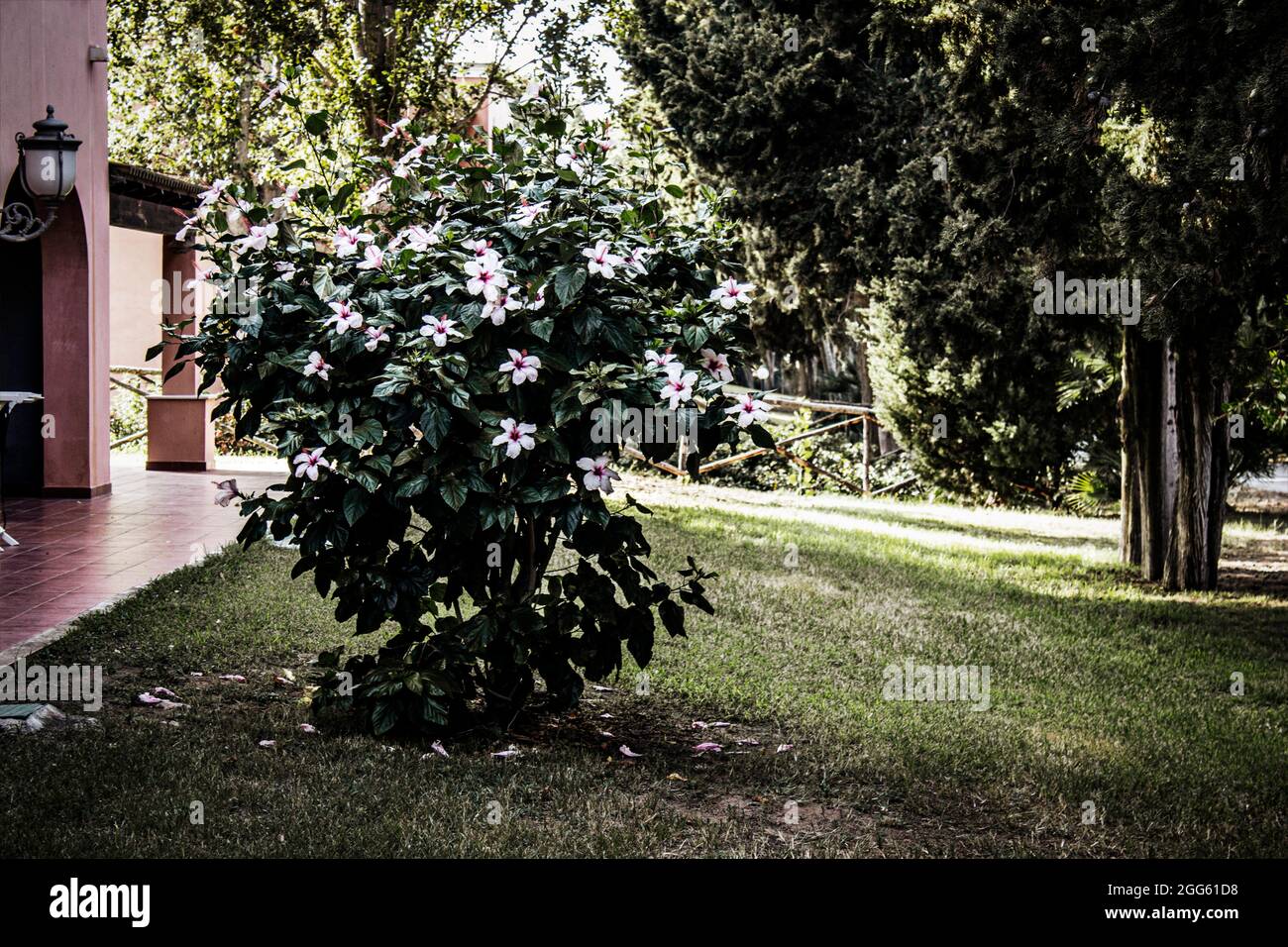 Brousse de fleurs d'hibiscus rose dans le parc Banque D'Images