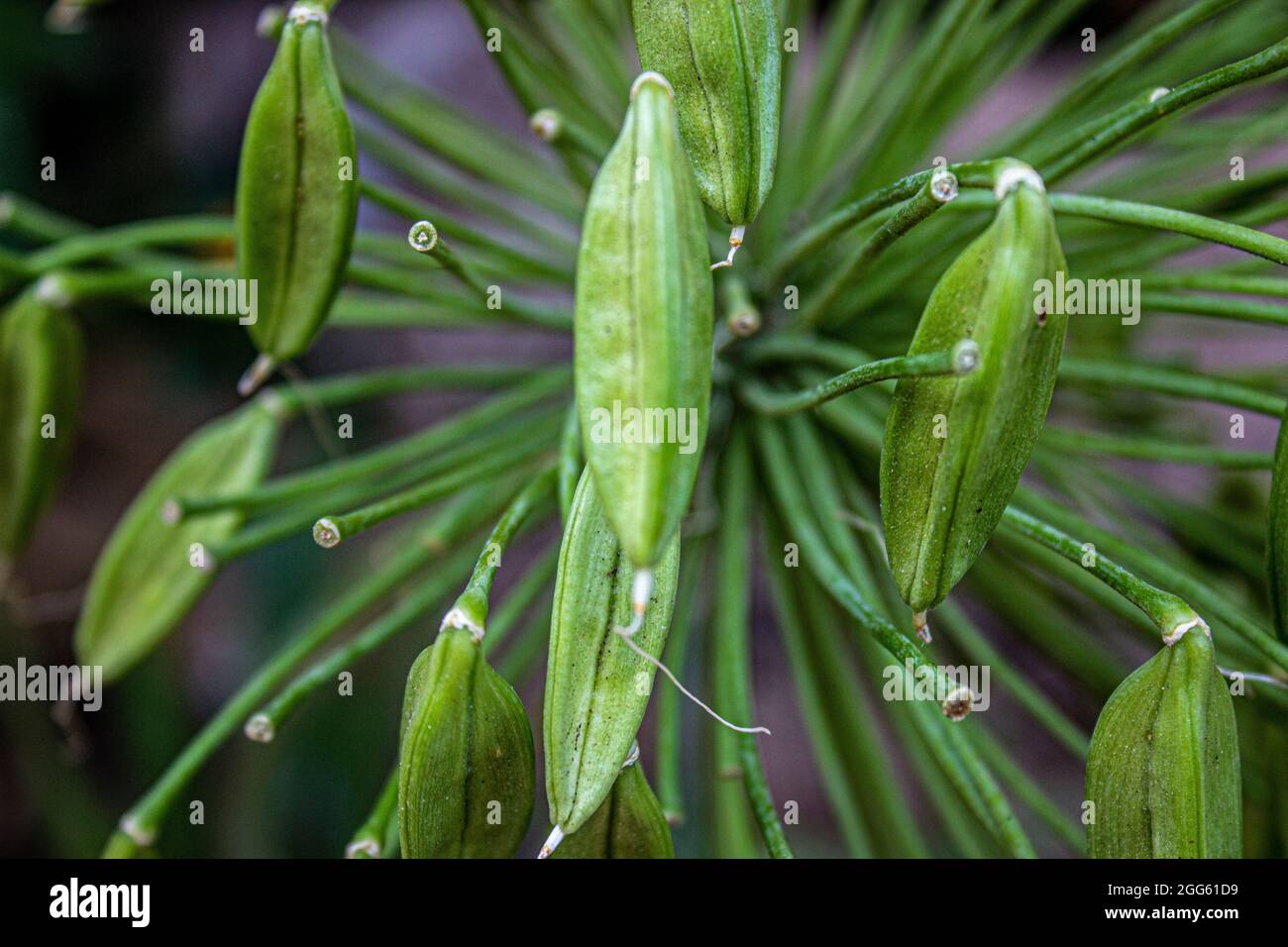 Fleurs à naître en gros plan d'une plante Banque D'Images