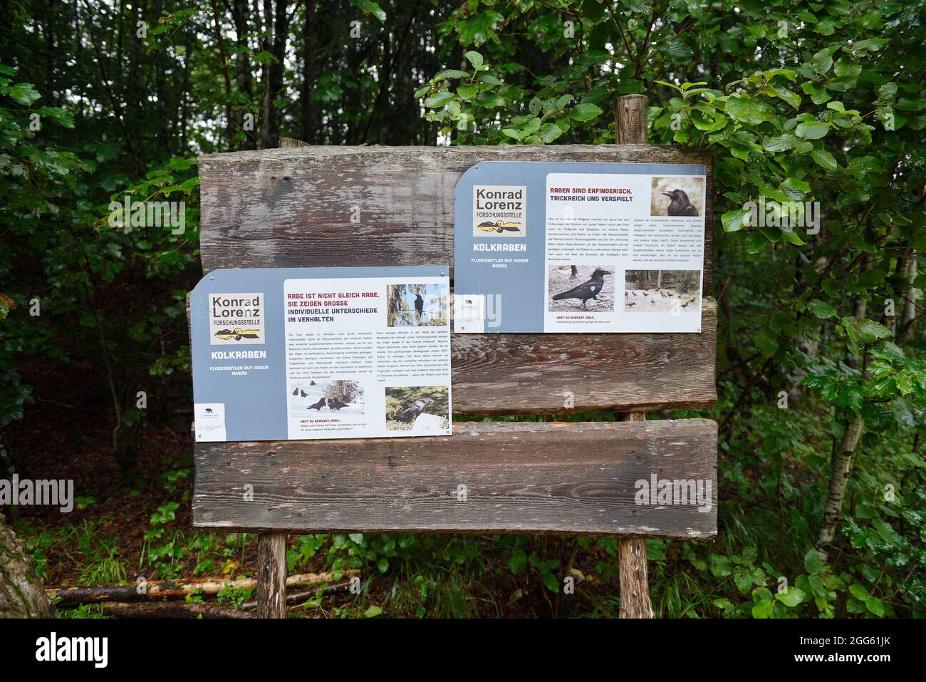 Cumberland Wildlife Park Grünau, haute-Autriche, Autriche. Centre de recherche Konrad Lorenz Banque D'Images