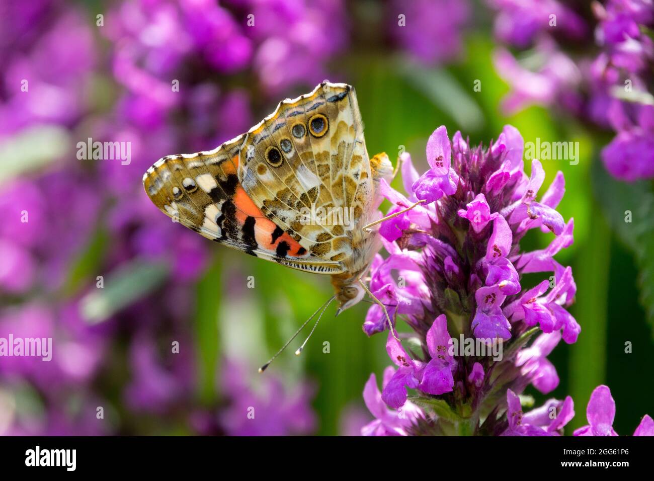 Lady Butterfly Vanessa cardui peinte ailes fermées Banque D'Images