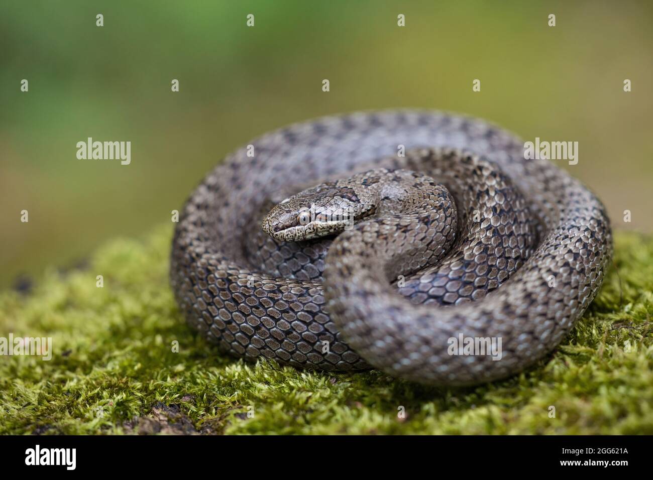 Serpent à dés texturés sur sol vert avec arrière-plan flou Banque D'Images