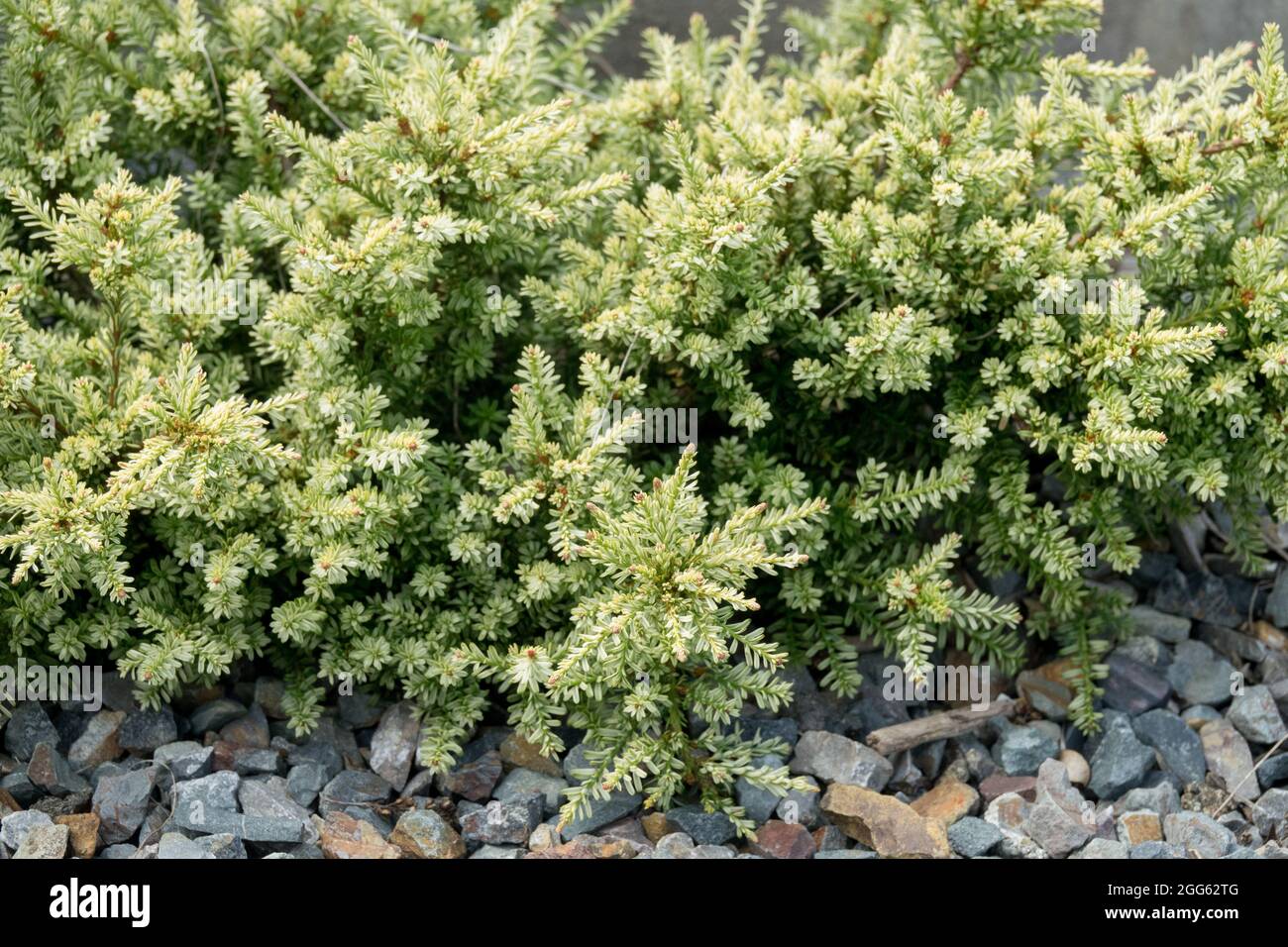 Alpine Totara Podocarpus nivalis 'Kilworth Cream' nain conifères Banque D'Images