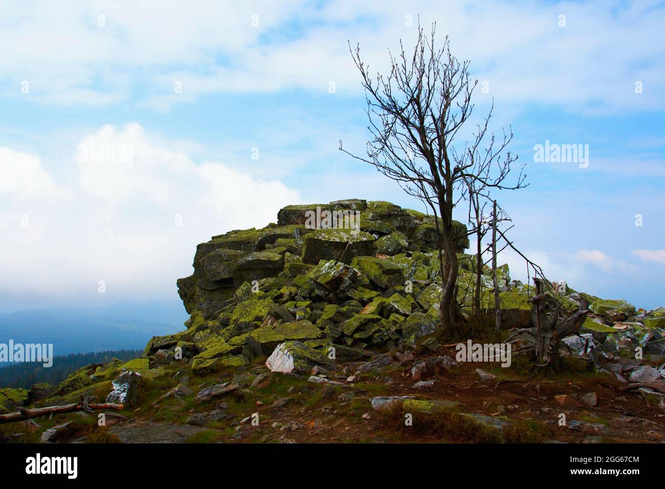 Roche et arbre solitaire à Jeseniky en Moravie en République tchèque. Banque D'Images