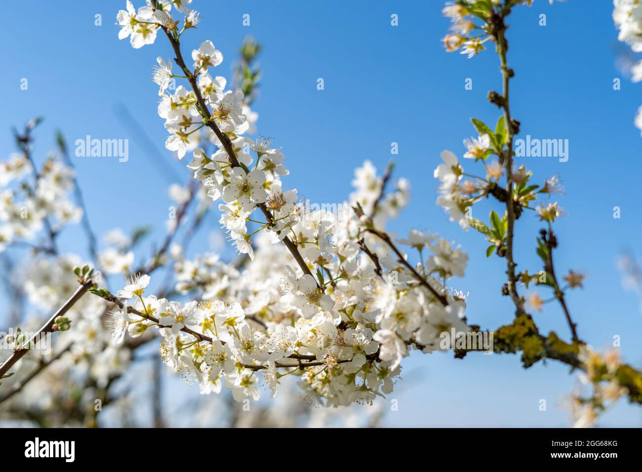 Belle fleur d'amande de printemps avec fleur blanche sur fond bleu ciel. Fleurs et fleurs d'amandiers signifiant le concept du printemps temps gros plan Banque D'Images