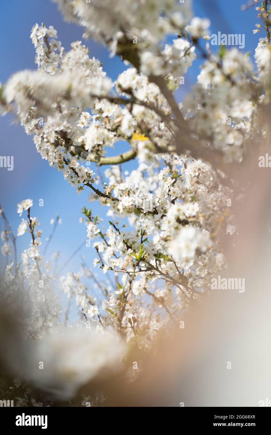 Belle fleur d'amande de printemps avec fleur blanche sur fond bleu ciel. Fleurs et fleurs d'amandiers signifiant le concept du printemps Banque D'Images