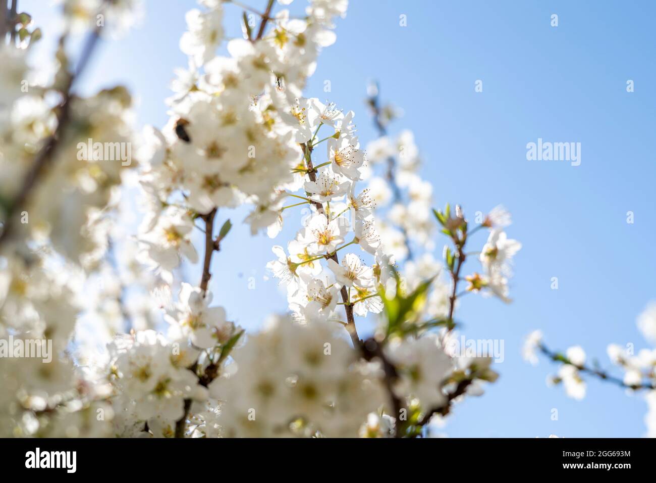 Belle fleur d'amande de printemps avec fleur blanche sur fond bleu ciel. Fleurs et fleurs d'amandiers signifiant le concept du printemps Banque D'Images