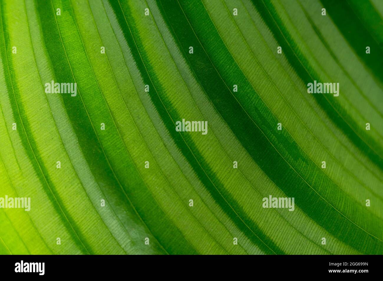Usine de Calathea. Green Leaf nature concept tropical exotique fond motif texture en papier peint haute résolution gros plan. Plantes de maison Banque D'Images