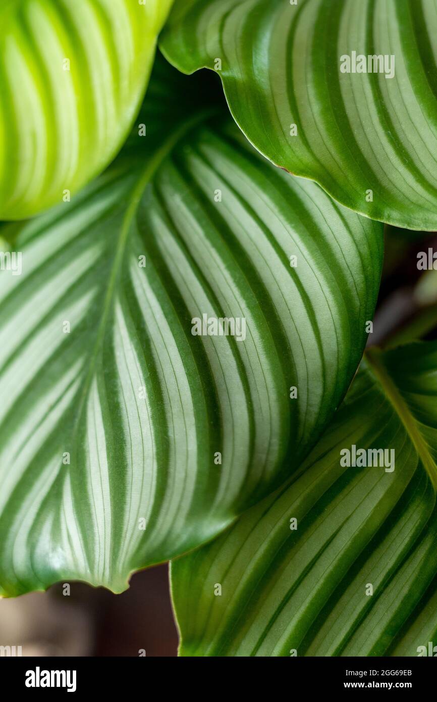 Usine de Calathea. Green Leaf nature concept tropical exotique fond motif texture en papier peint haute résolution gros plan. Plantes de maison Banque D'Images