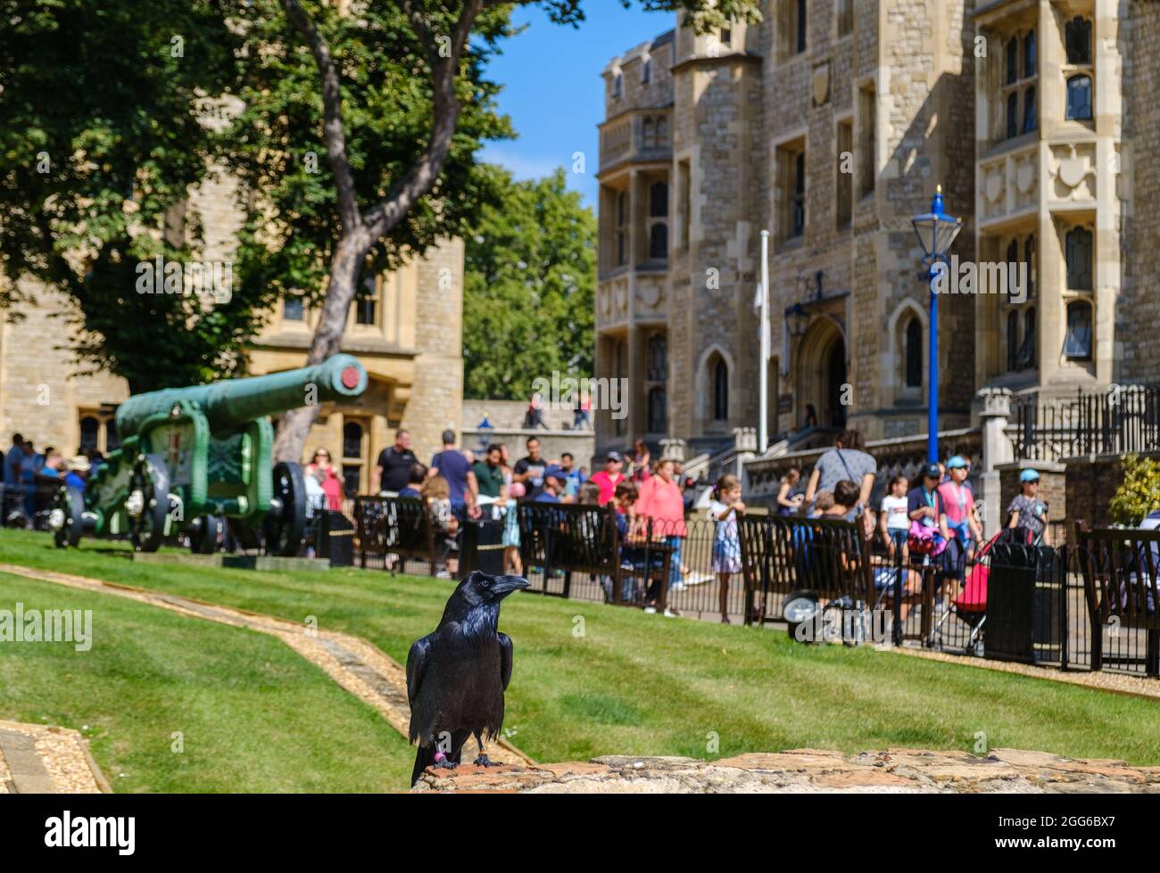 Gros plan de la Tour de Londres en corbeau. Touristes et bâtiments en arrière-plan. Selon la légende, si les corbeaux quittent la Tour, la couronne et la Grande-Bretagne tomberont. Banque D'Images