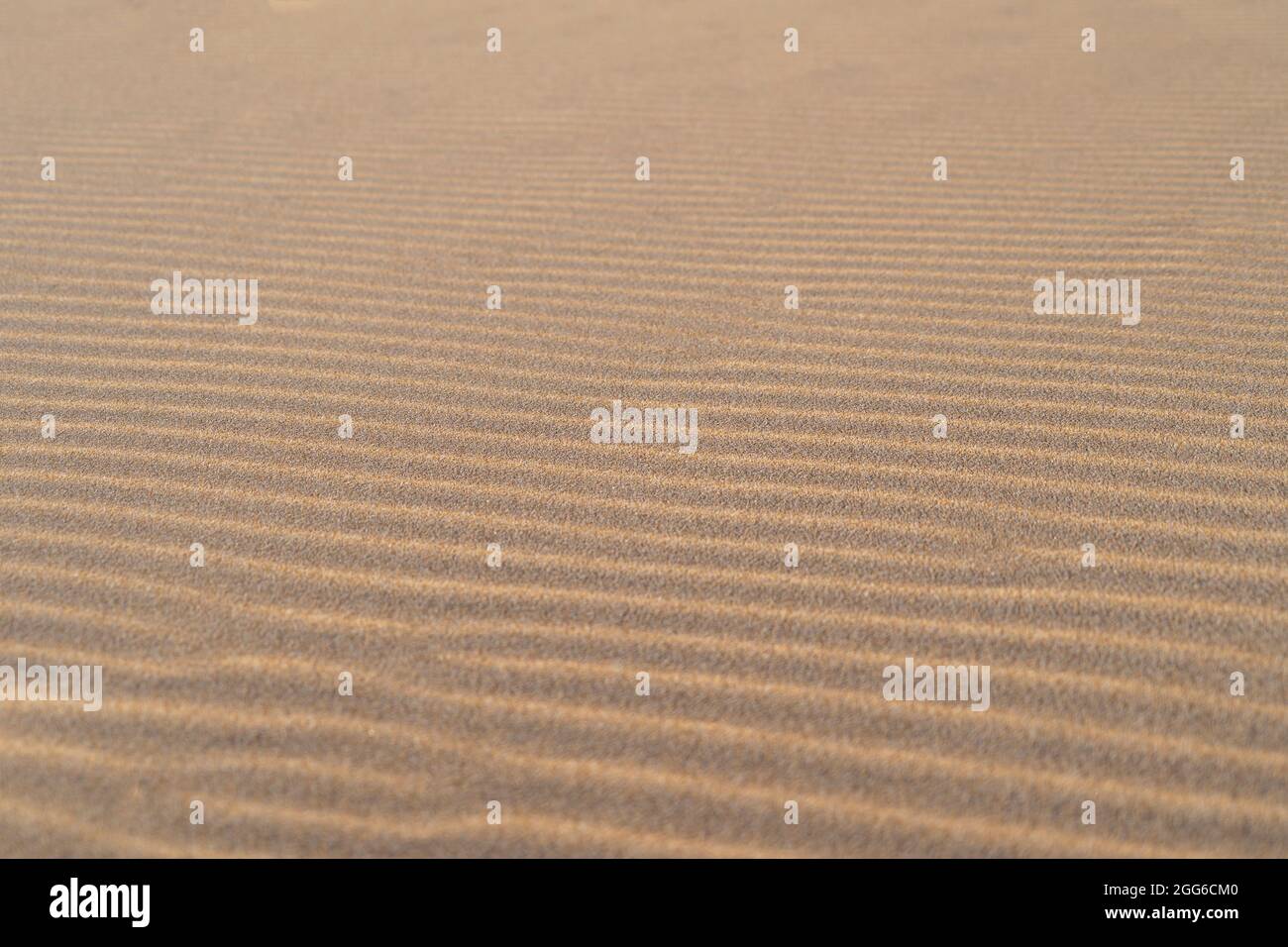 Les ondulations de texture de sable se rapprochent. Motif ondulé sur fond désertique. Marque du vent sur la dune de sable Banque D'Images