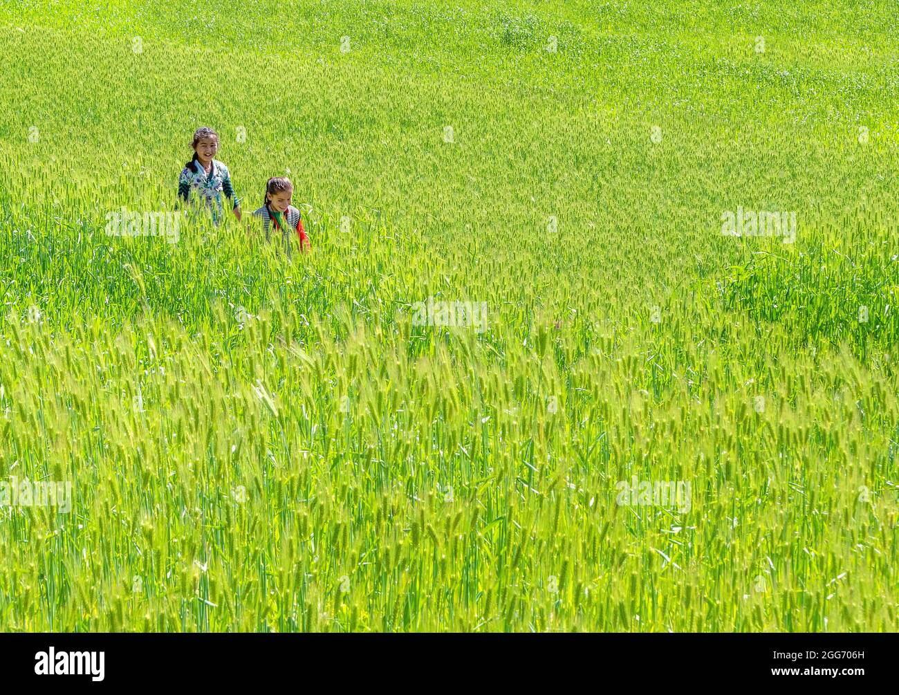 Happy smiling children walking accueil de l'école à travers champs luxuriants de l'orge dans le village de Supi Uttarakhand le nord de l'Inde Banque D'Images