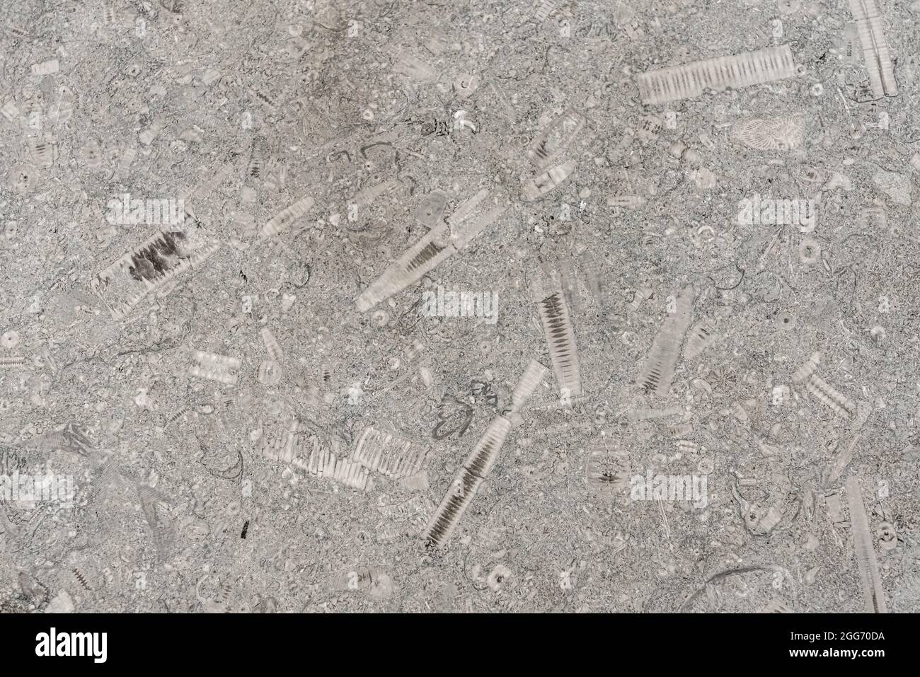 Marbre crinoïdal riche en fossiles poli pour révéler les tiges de ces échinodermes marins carbonifères - Derbyshire UK Banque D'Images