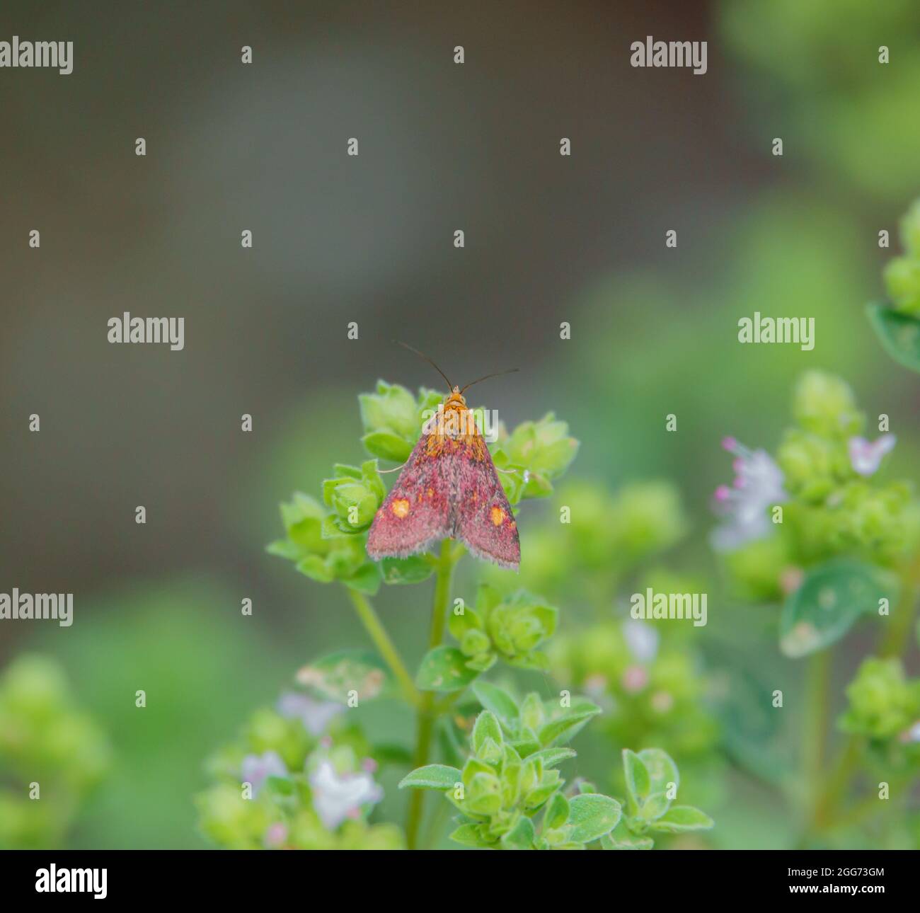 gros plan d'un papillon de menthe (pyrausta aurata) sous le soleil d'été Banque D'Images