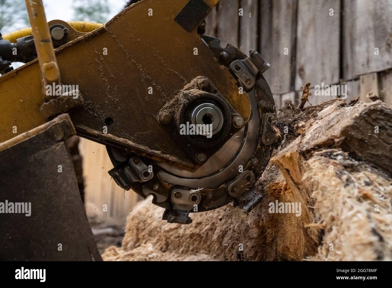 Le processus d'enlèvement d'une souche d'arbre où la tête rotative de la cutter de souche grince une souche fraîchement sciée. Le disque à râper est plus rigide lorsqu'il est Banque D'Images