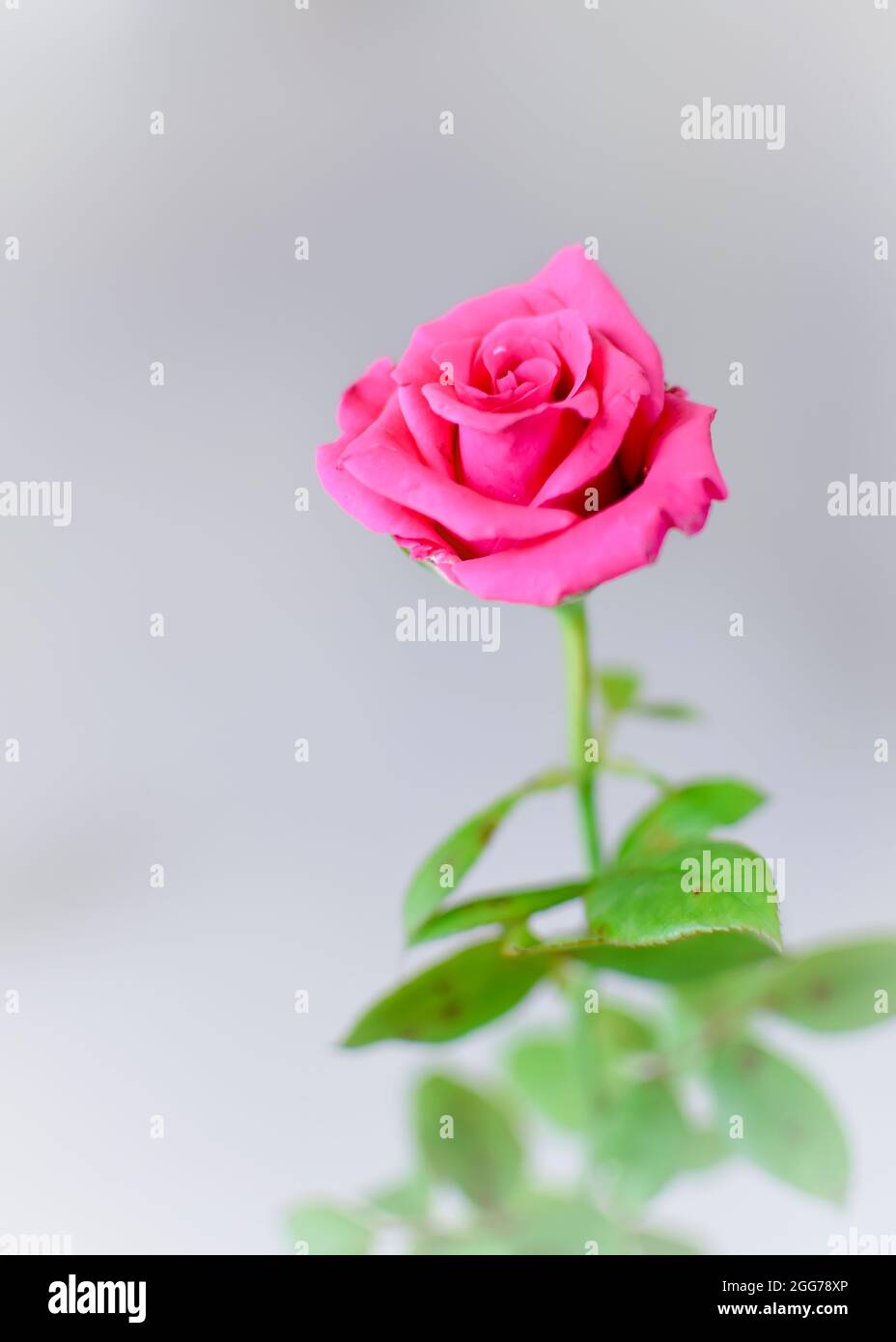 Belle fleur rose colorée avec des feuilles sur fond blanc avec mise au point sélective et espace de copie. Banque D'Images