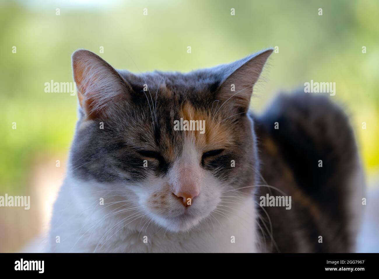 Portrait d'un chat tricolore calico à l'extérieur de l'escouction, gros plan Banque D'Images